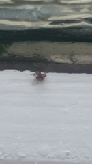 Clambidae