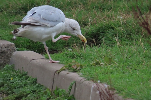 European Herring Gull
