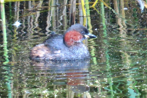 Little Grebe