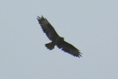 Common Buzzard