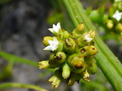 Thesium macrostachyum
