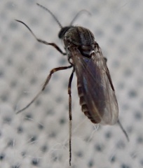 Ceratopogonidae