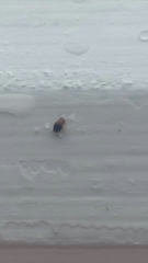 Clambidae