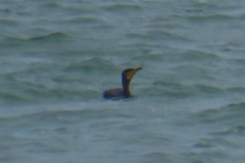 Great Cormorant