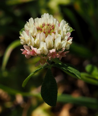 Trifolium argutum