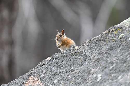 iNaturalist observation photo of Western Chipmunks