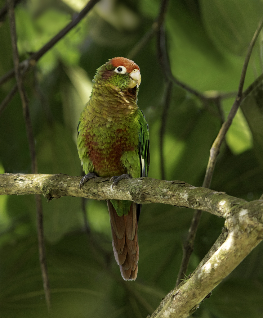 Rose-headed Parakeet