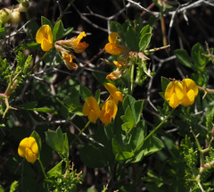 Lotus longisiliquosus