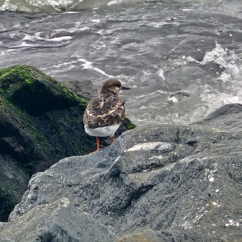 Ruddy Turnstone