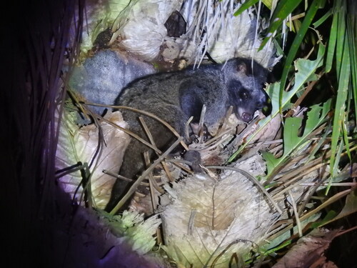 Southern Palm Civet