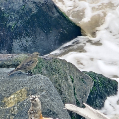 Rock Pipit