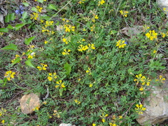 Hippocrepis