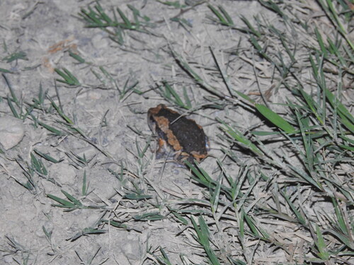 Asian Painted Frog