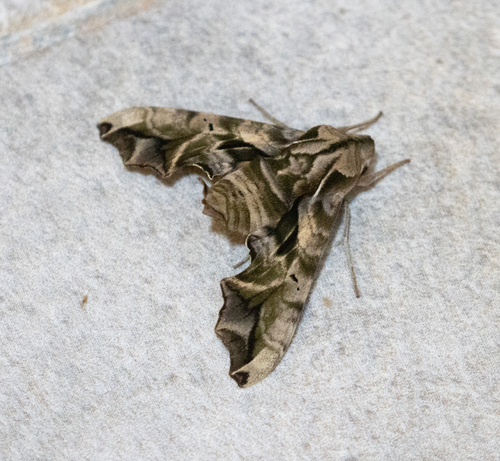 Nyceryx alophus
