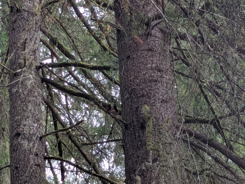Douglas's Squirrel