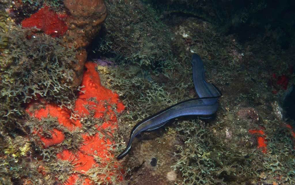 Conger eel (Conger triporiceps) — Congridae