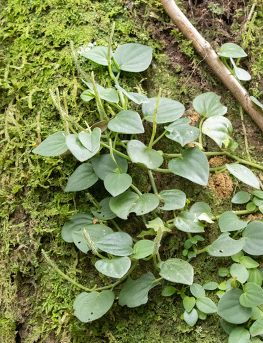 Peperomia urocarpa