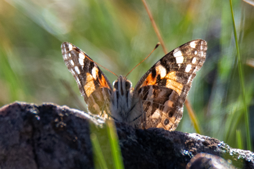 Australian Painted Lady