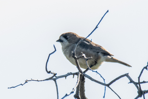 Southern Whiteface