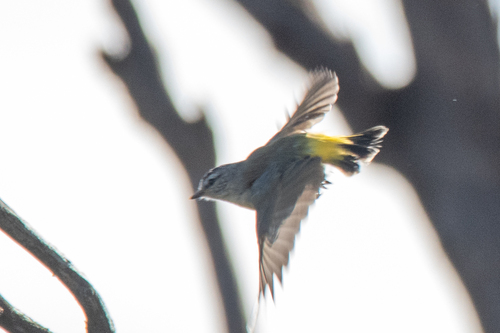 Yellow-rumped Thornbill