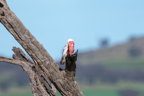 Galah