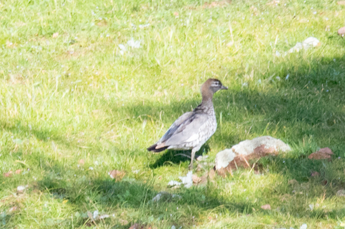 Australian Wood Duck