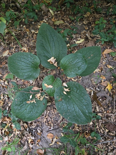 virginia stickseed