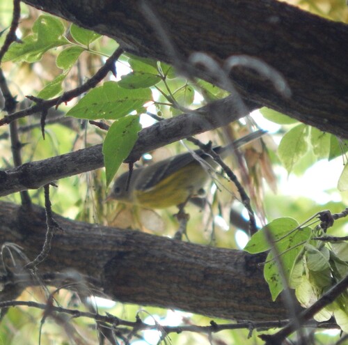 Magnolia Warbler