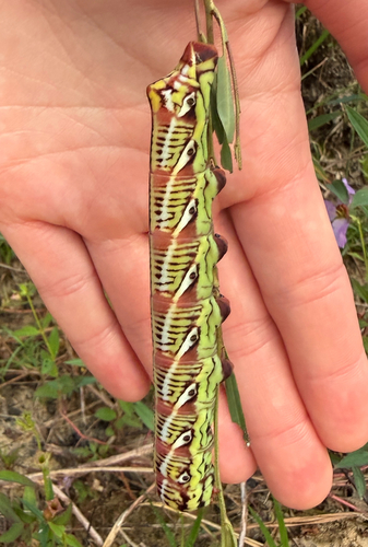 Banded Sphinx