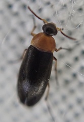 Anaspis regimbarti