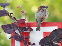 Passer domesticus