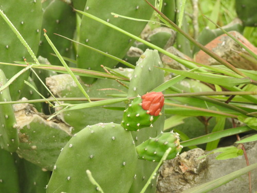 Cochineal Nopal Cactus