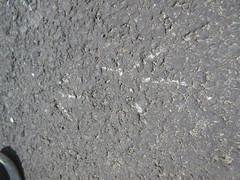 Amaurornis phoenicurus