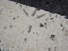 Amaurornis phoenicurus