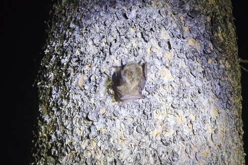 iNaturalist observation photo of Mouse-eared Bats