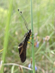 Libelloides hispanicus