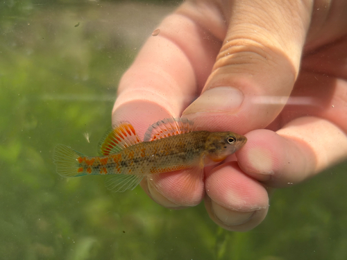 Shawnee Darter