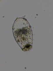 Euglypha