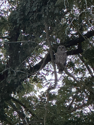 Barred Owl