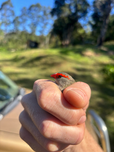 Red-browed Finch