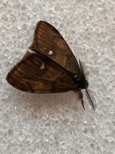 Rusty Tussock Moth
