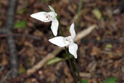Codonorchis