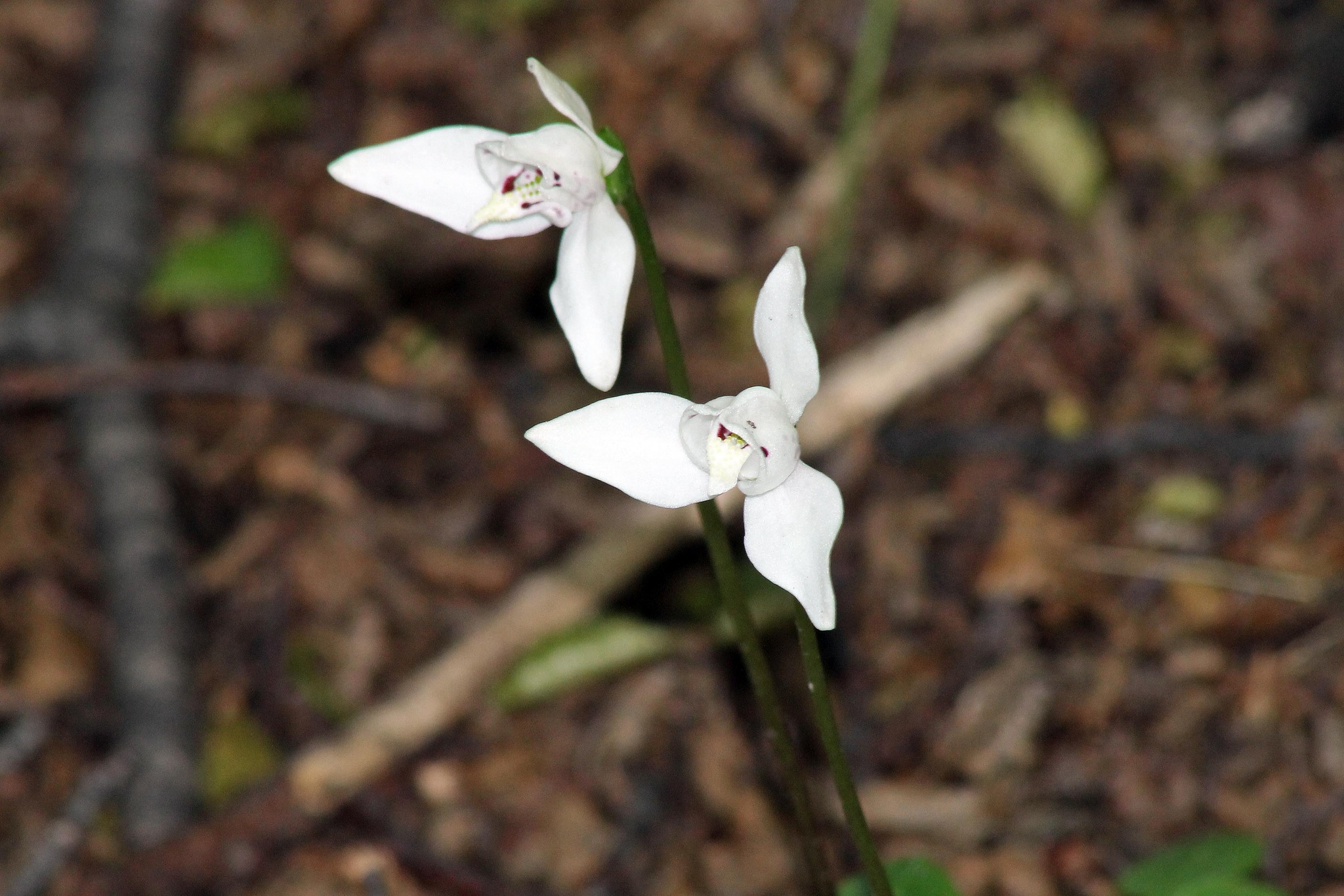 Codonorchis