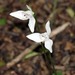 Codonorchis - Photo (c) edwardrooks, some rights reserved (CC BY-NC), uploaded by edwardrooks