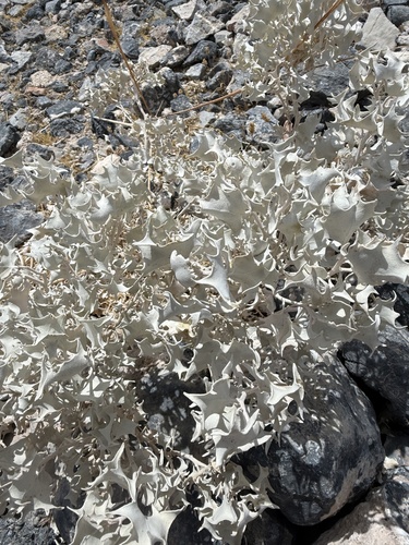 Desert Holly