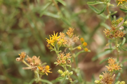 alkali goldenbush
