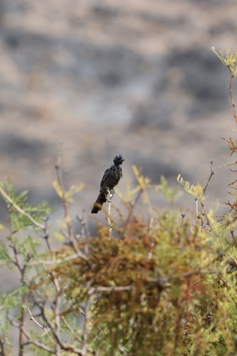 Phainopepla