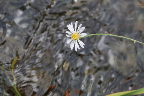 Alkali Marsh Aster