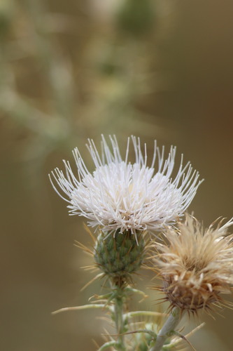 Mojave thistle