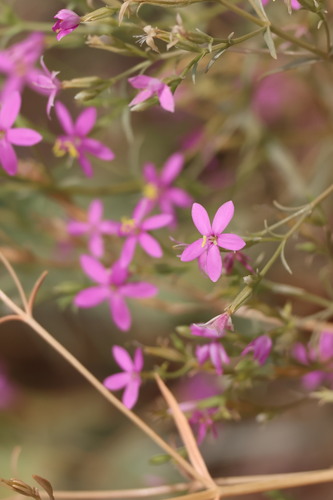 spring-loving centaury